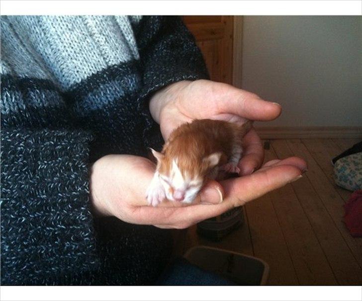 Maine Coon baloo - baloo 9 dage gammel billede 2