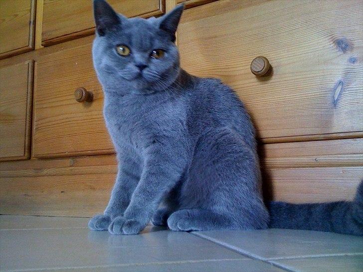 British Shorthair Valhalla´s Disa (JASMINE) - En smukhed billede 1