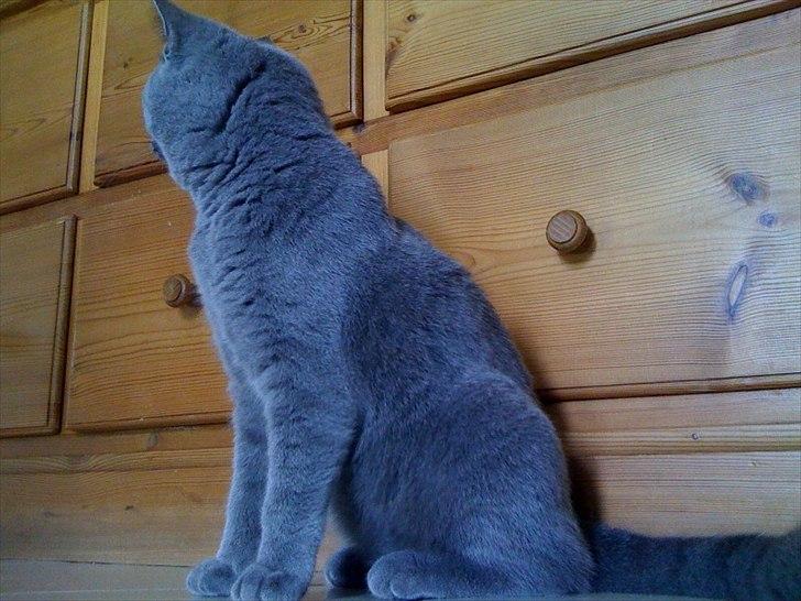 British Shorthair Valhalla´s Disa (JASMINE) - Kraftige muskler og nysgerrighed billede 4