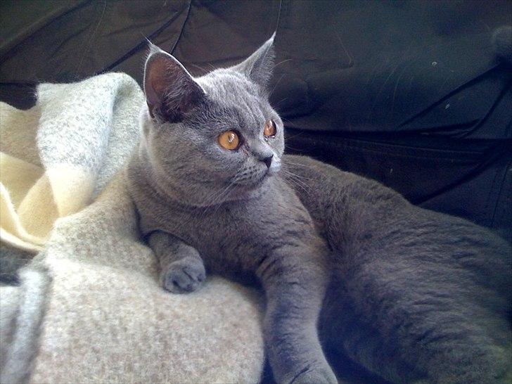 British Shorthair Valhalla´s Disa (JASMINE) - Vågen og klar til verdens udfordringer billede 6