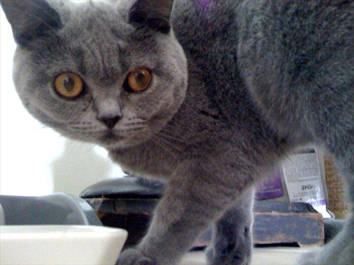 British Shorthair Valhalla´s Disa (JASMINE) - Gå nu med det kamera billede 7