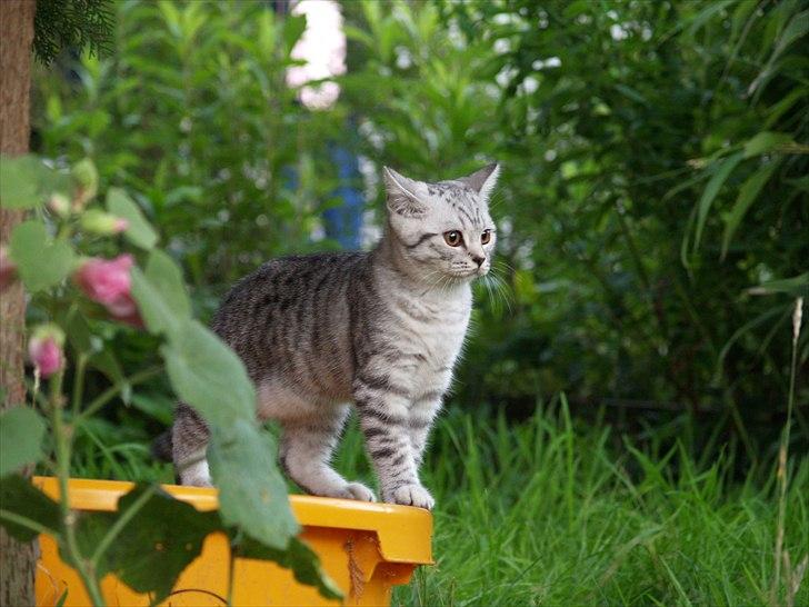 British Shorthair DK*Avalanta's Bailey billede 4