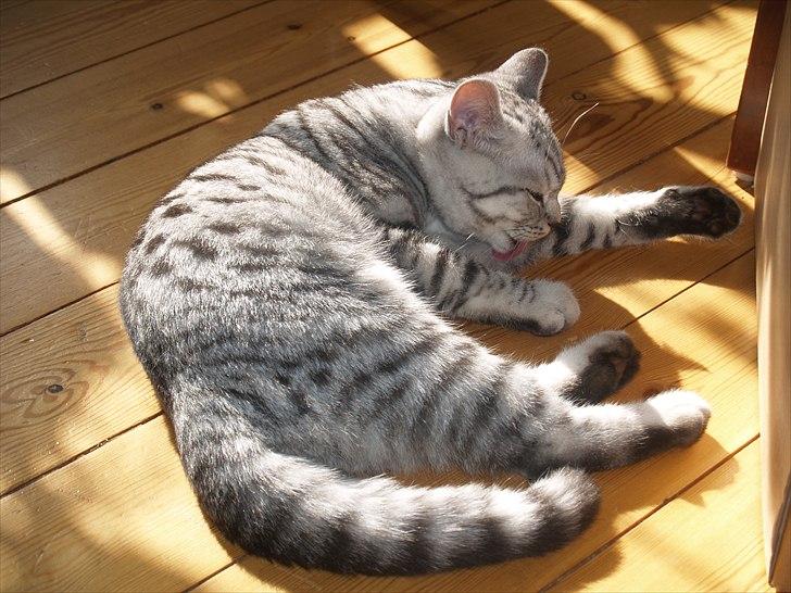 British Shorthair DK*Avalanta's Bailey billede 7