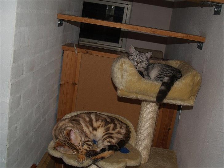 British Shorthair DK*Avalanta's Bailey billede 9