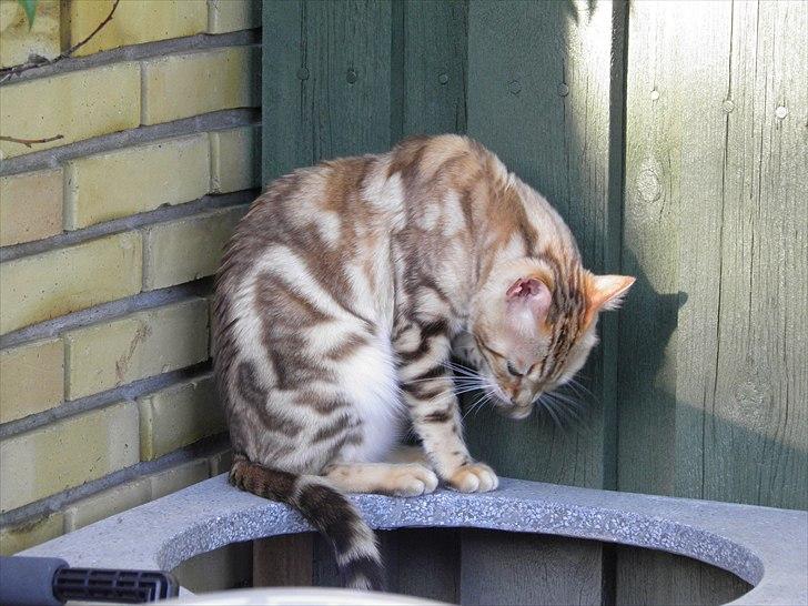 Bengal S*Leopardettes Zamba billede 4