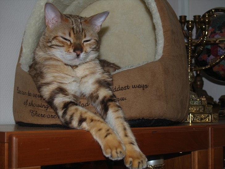 Bengal S*Leopardettes Zamba billede 6