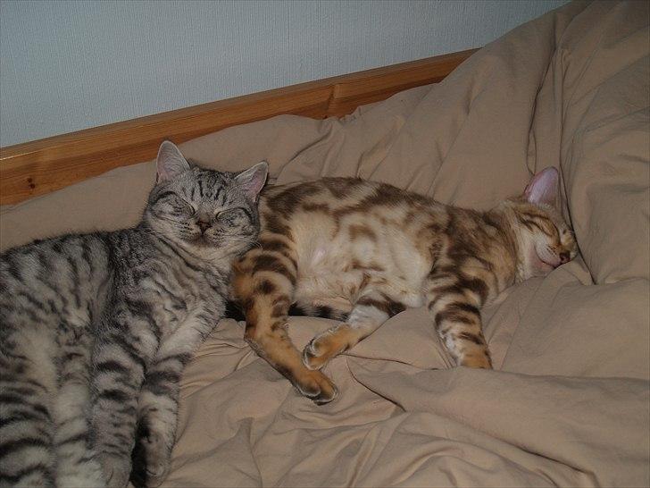 Bengal S*Leopardettes Zamba - Zamba og min British Shorthair Bailey billede 7