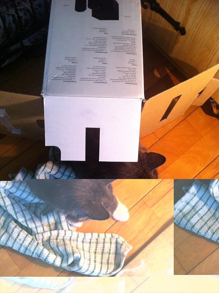 Blanding af racer Luna <3 - Hva dælen kalder man det ? En kattekasse ? :) billede 16