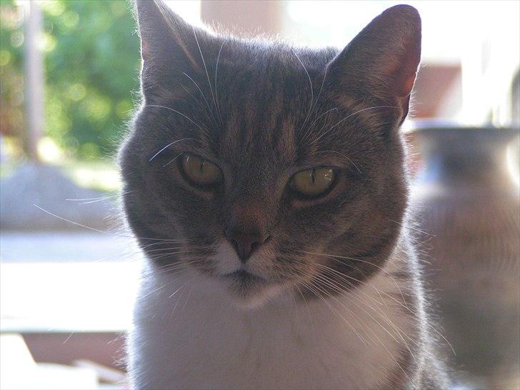 Blanding af racer Molly <3 Løbet væk billede 12