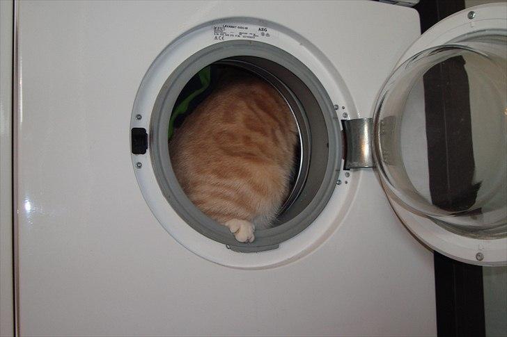 Blanding af racer Gismo - Gismo halvvejs inde i vaskemaskinen, imens der er tøj i. :-P billede 2
