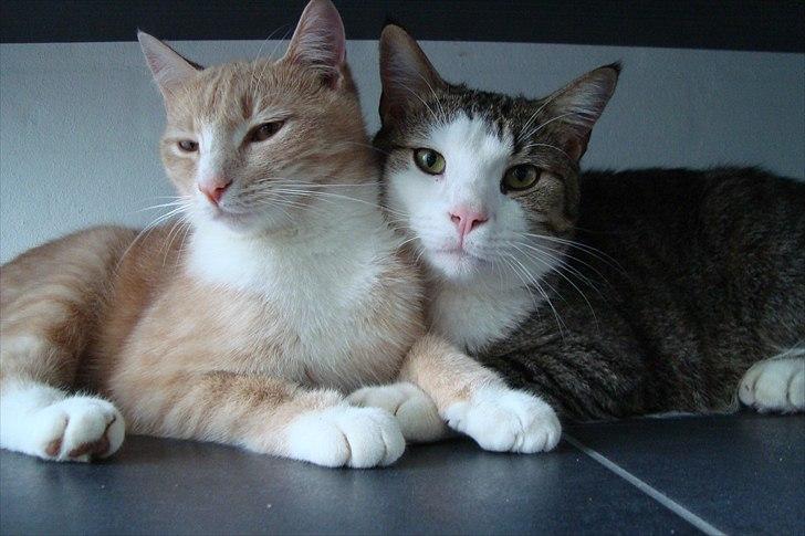 Blanding af racer Gismo - Gismo og hans bror Elvis.  billede 4