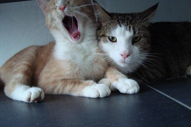 Blanding af racer Gismo - GAAAAAAB!
Gismo og Elvis hygger. <3 billede 5