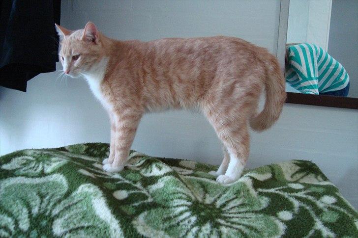 Blanding af racer Gismo billede 1