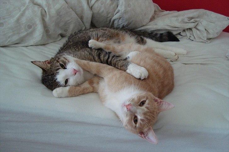 Blanding af racer Gismo - Hehe, syntes det er et dejlgit billede. (-:
Sådan fandt jeg dem sovende, da jeg en dag kom hjem fra skole. <3 billede 6