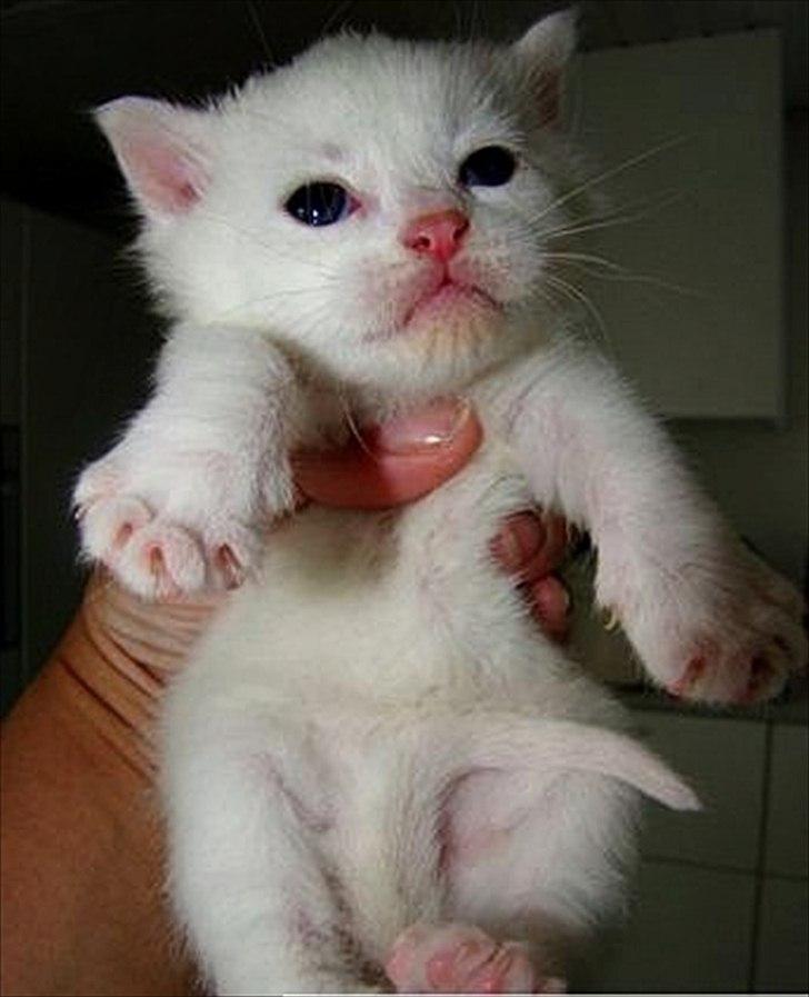 Blanding af racer Bo - Baby Beau :-) billede 17