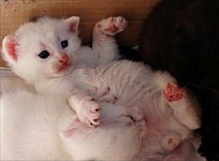 Blanding af racer Bo - Baby Beau :-) billede 18