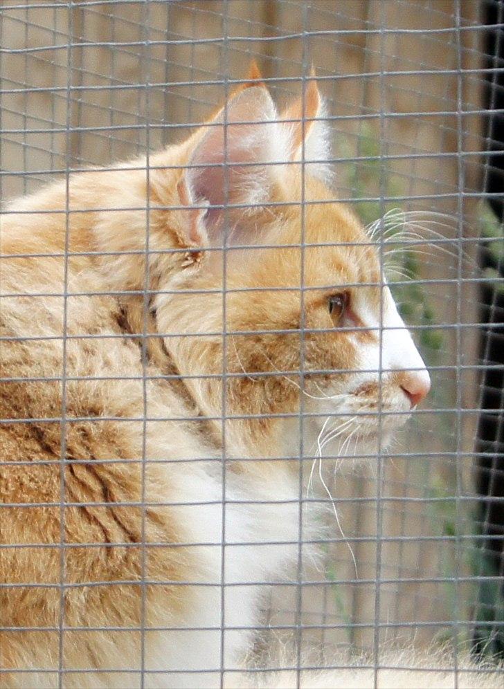 Norsk Skovkat DK Naturell's Longbeard billede 8