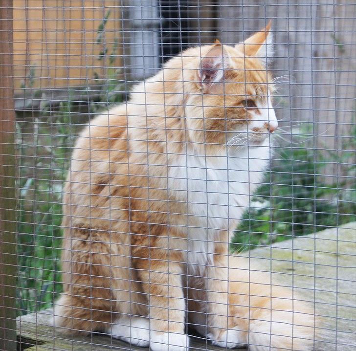 Norsk Skovkat DK Naturell's Longbeard billede 10