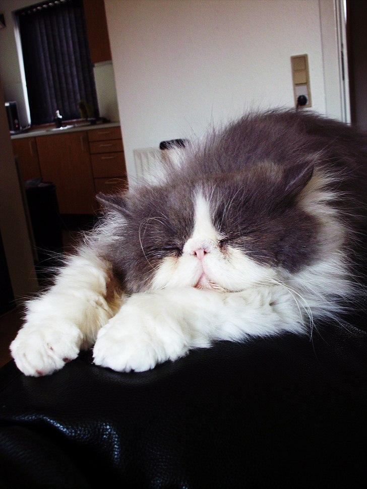 Perser Blob - Og en eftermiddags lur skal der jo også til :p  billede 16