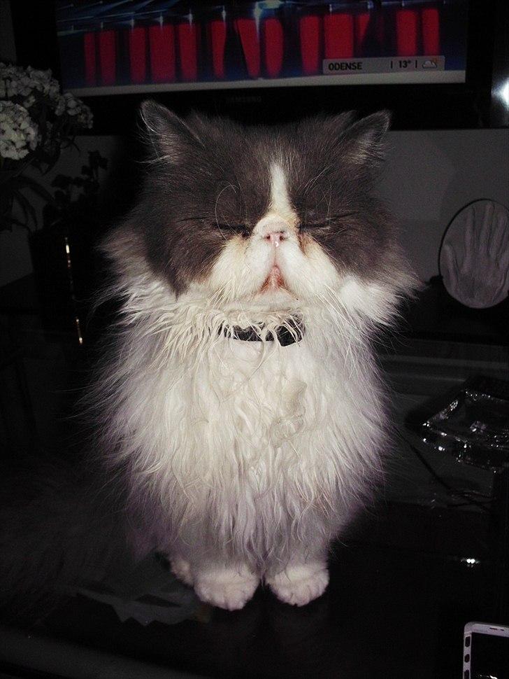 Perser Blob - Blob tager en siddende lur, da han ikke er van til at stå op kl. 7.00 ;) billede 15