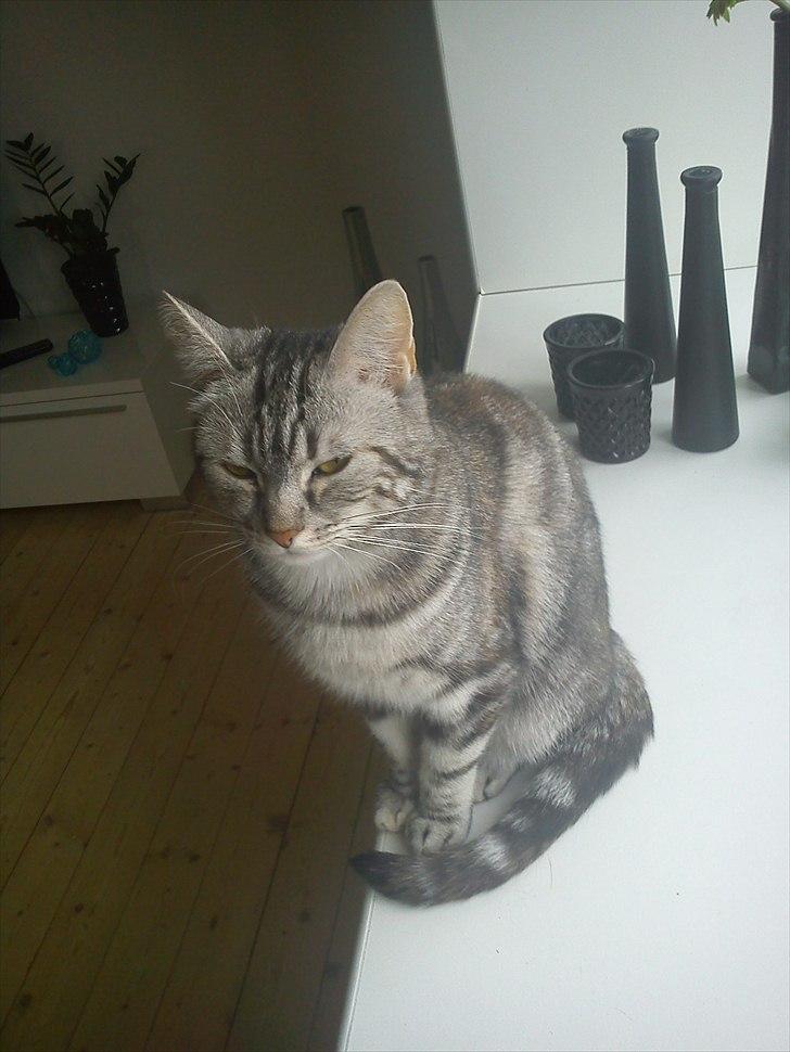 Huskat Bella billede 1