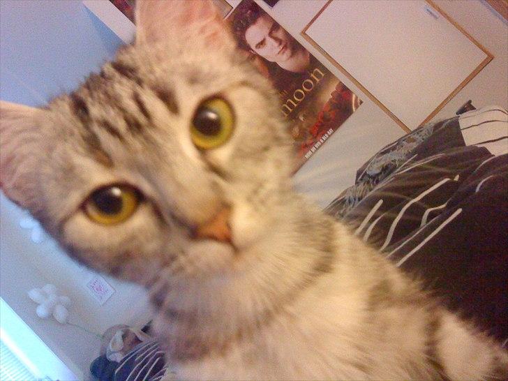 Huskat Bella billede 3