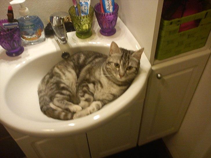 Huskat Bella billede 6