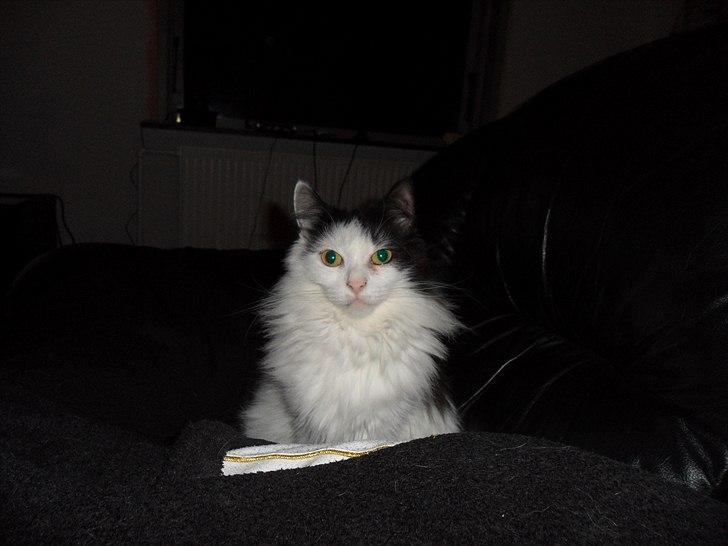 Blanding af racer Duchess *R.I.P.* - Taget et par dage før hun blev aflivet...... så fin hun var :) billede 1