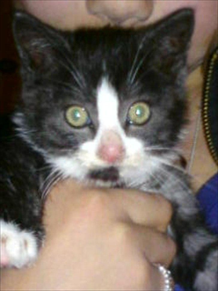 Blanding af racer Piv-mis (FelixJunkersen) R.I.P :'-( billede 1