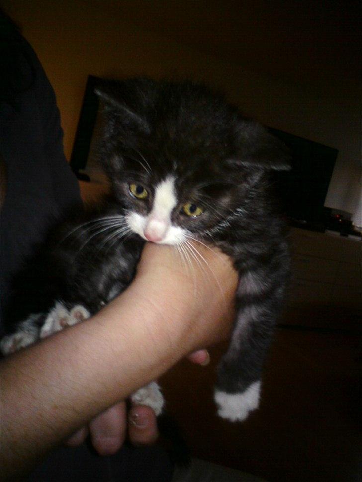 Blanding af racer Piv-mis (FelixJunkersen) R.I.P :'-( billede 3