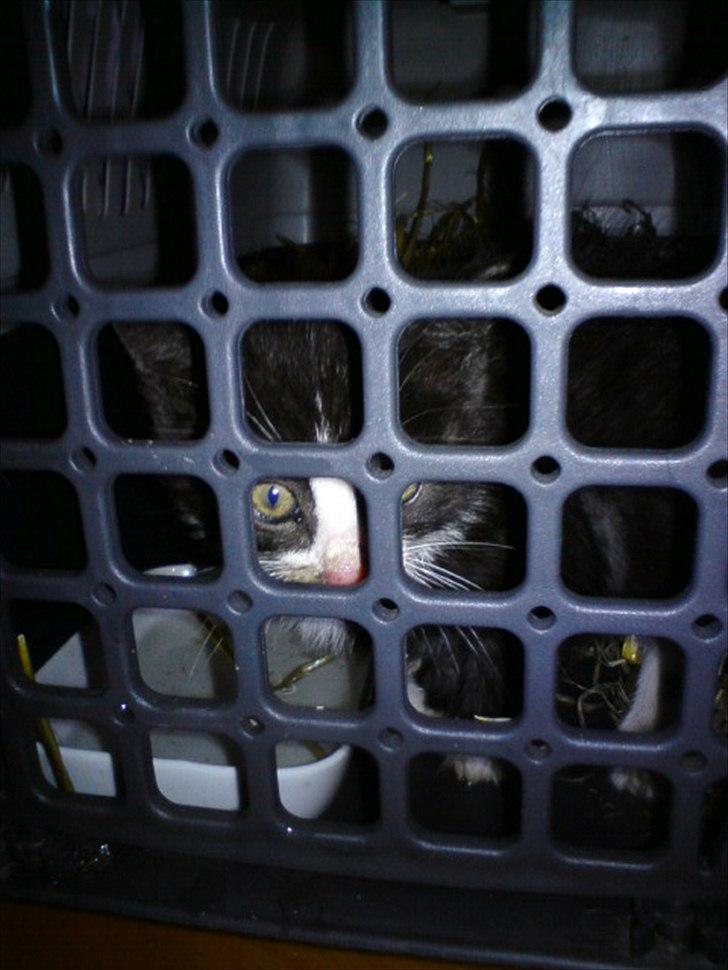 Blanding af racer Piv-mis (FelixJunkersen) R.I.P :'-( billede 6