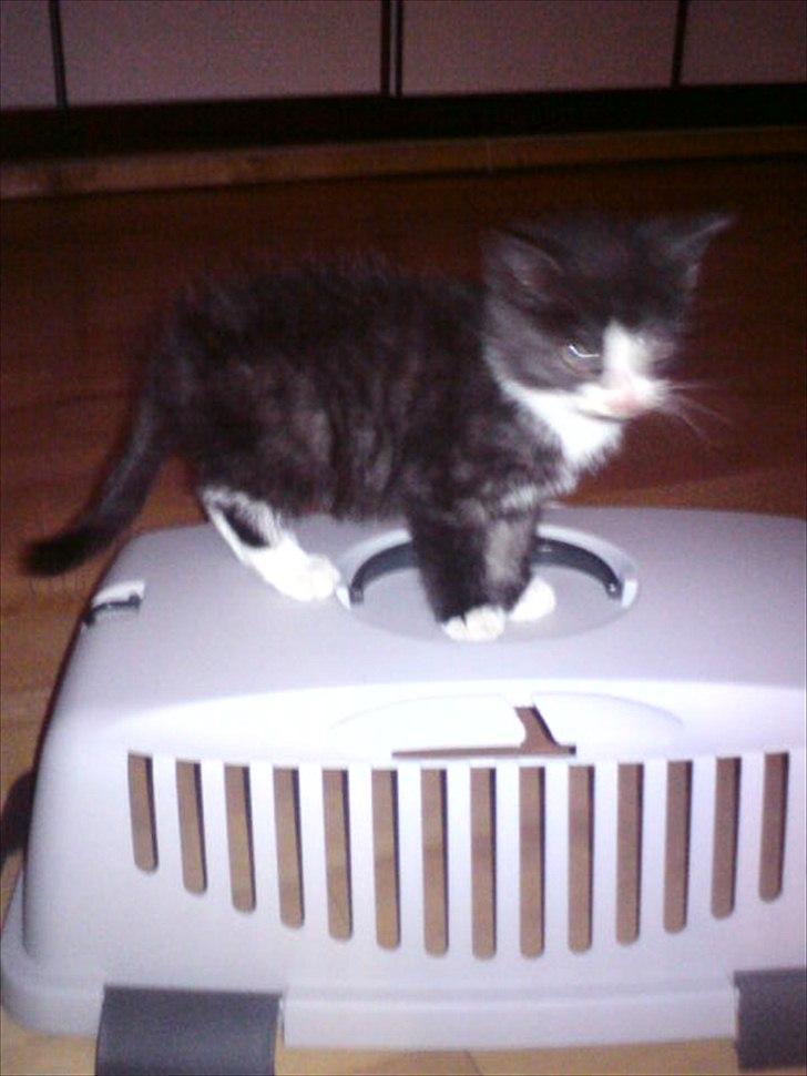 Blanding af racer Piv-mis (FelixJunkersen) R.I.P :'-( billede 7