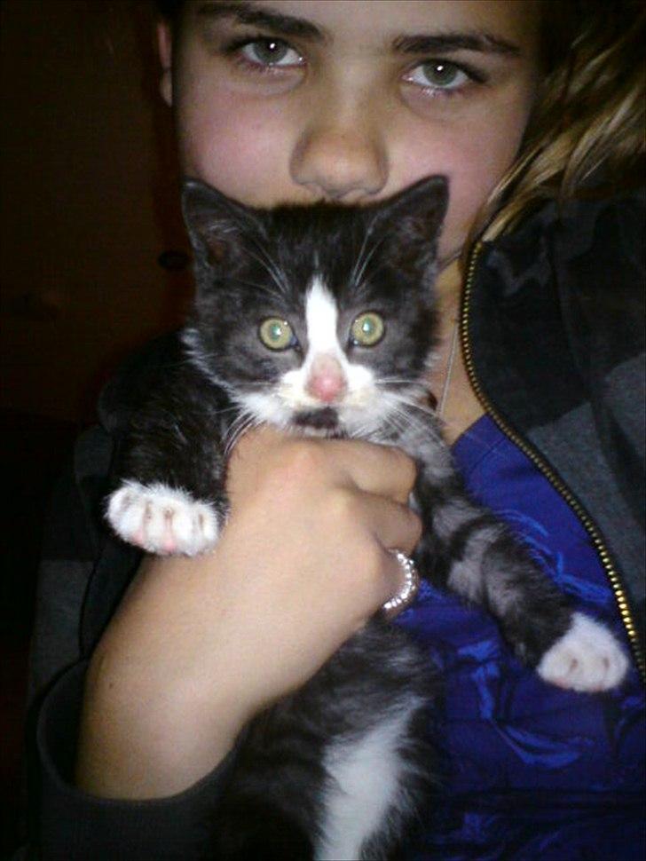 Blanding af racer Piv-mis (FelixJunkersen) R.I.P :'-( billede 8