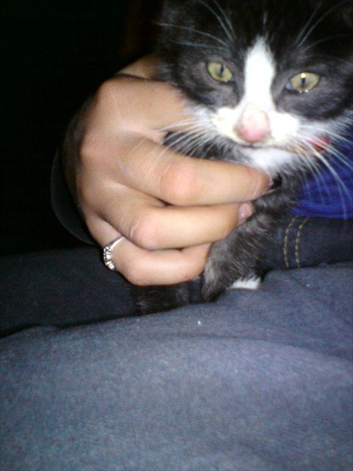 Blanding af racer Piv-mis (FelixJunkersen) R.I.P :'-( billede 9