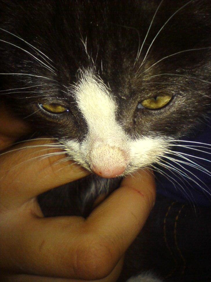 Blanding af racer Piv-mis (FelixJunkersen) R.I.P :'-( billede 10