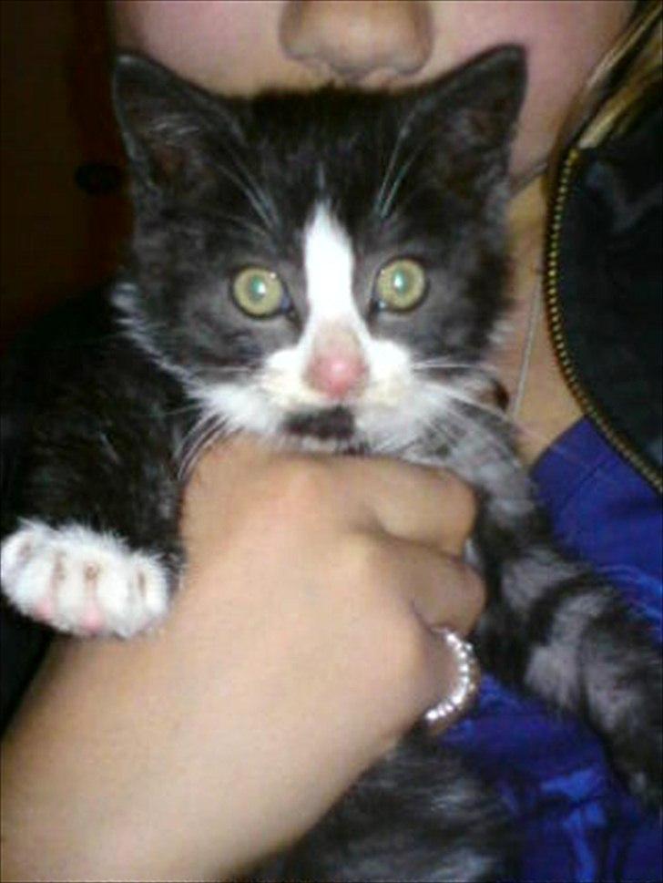 Blanding af racer Piv-mis (FelixJunkersen) R.I.P :'-( billede 11