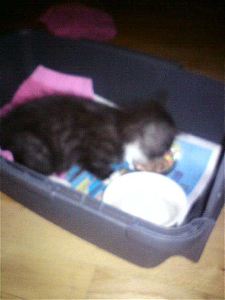 Blanding af racer Piv-mis (FelixJunkersen) R.I.P :'-( billede 12