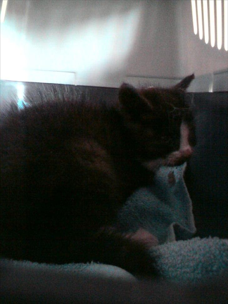 Blanding af racer Piv-mis (FelixJunkersen) R.I.P :'-( billede 13