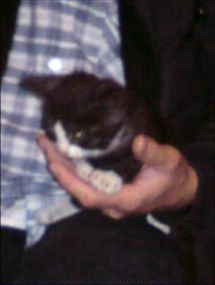 Blanding af racer Piv-mis (FelixJunkersen) R.I.P :'-( billede 14