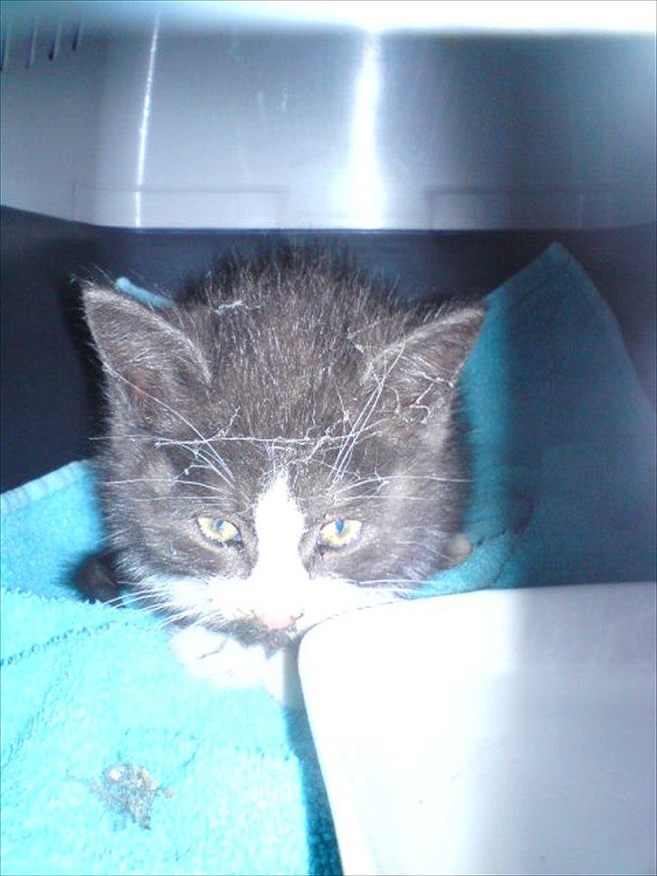 Blanding af racer Piv-mis (FelixJunkersen) R.I.P :'-( - Lige da vi havde fundet ham :'D billede 15