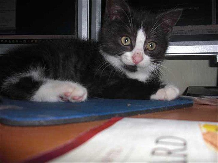 Blanding af racer Piv-mis (FelixJunkersen) R.I.P :'-( billede 2