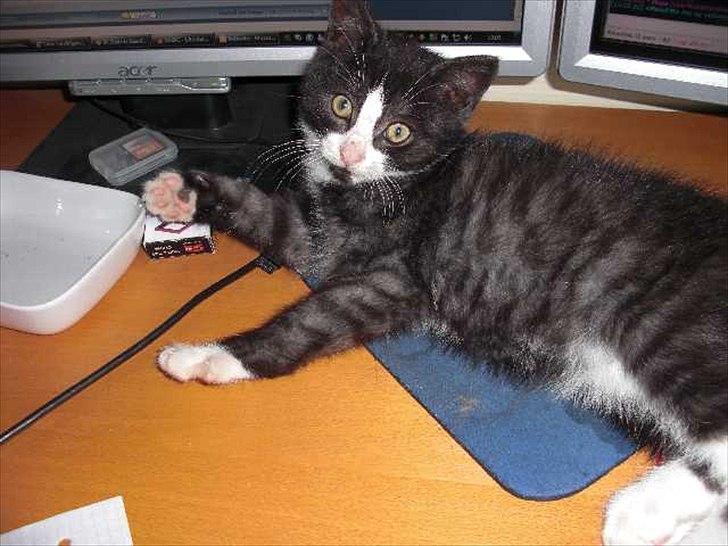 Blanding af racer Piv-mis (FelixJunkersen) R.I.P :'-( billede 4