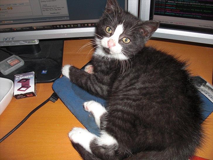 Blanding af racer Piv-mis (FelixJunkersen) R.I.P :'-( billede 16