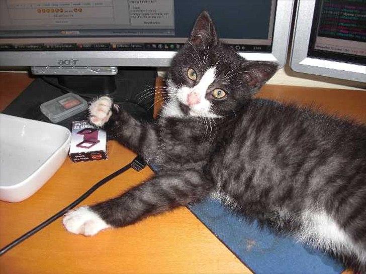 Blanding af racer Piv-mis (FelixJunkersen) R.I.P :'-( billede 5