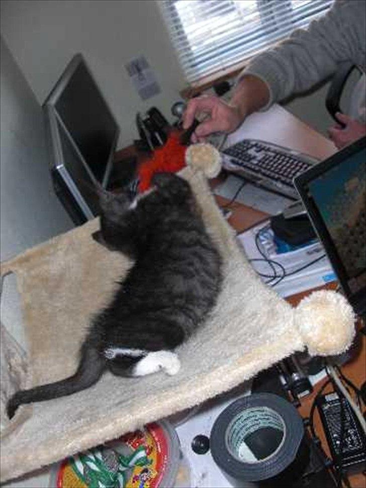 Blanding af racer Piv-mis (FelixJunkersen) R.I.P :'-( billede 17