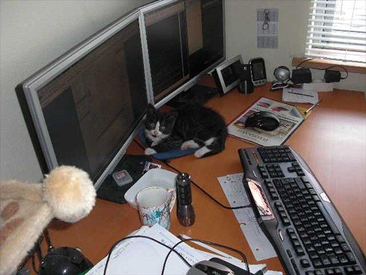 Blanding af racer Piv-mis (FelixJunkersen) R.I.P :'-( billede 18