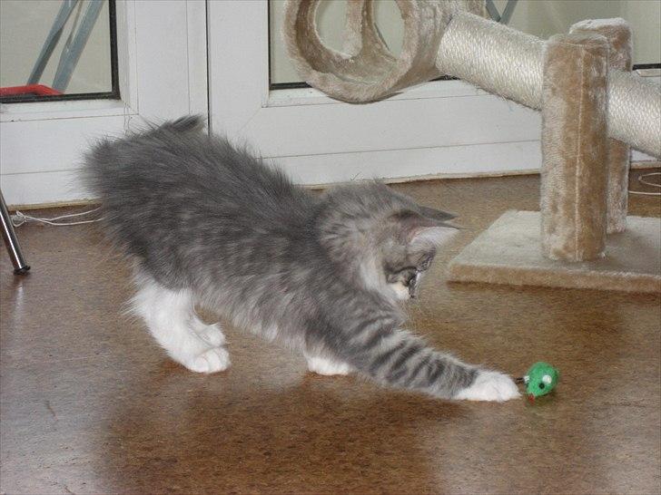 Norsk Skovkat Mr. twitches billede 4