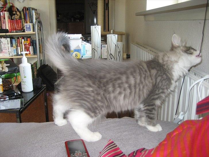 Norsk Skovkat Mr. twitches billede 5