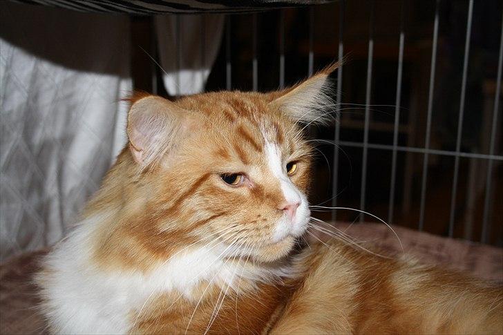 Maine Coon Red Line's Beat It billede 1