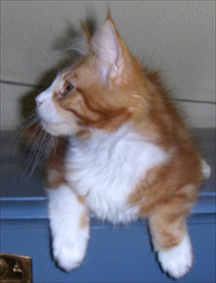 Maine Coon Red Line's Beat It billede 16